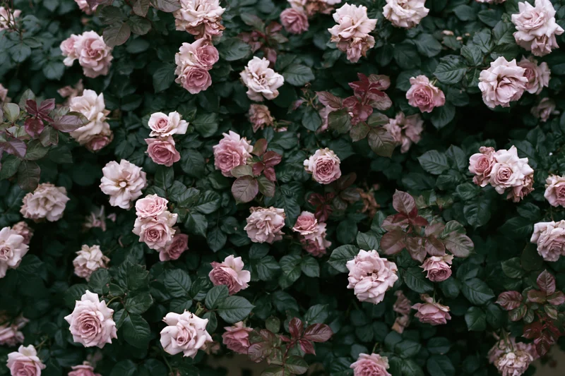 Dense rose bush with cream and pink blooms viewed from directly above in a garden setting