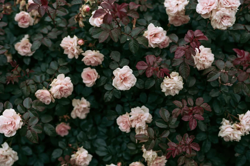 Overhead view of a dense rose bush with cream and pink blooms among dark green foliage