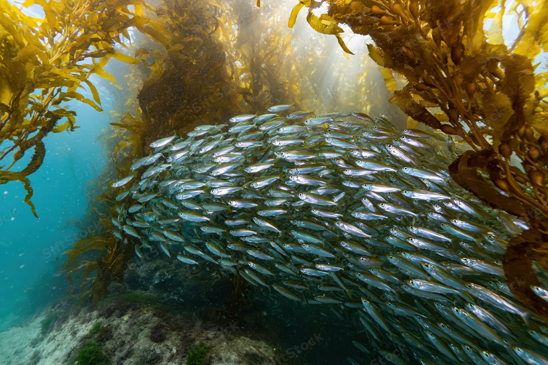 Dense school of small silver fish swimming through kelp forest underwater
