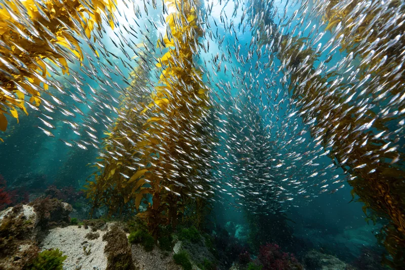 Dense school of small silver fish swimming through tall yellow kelp in underwater ocean environment