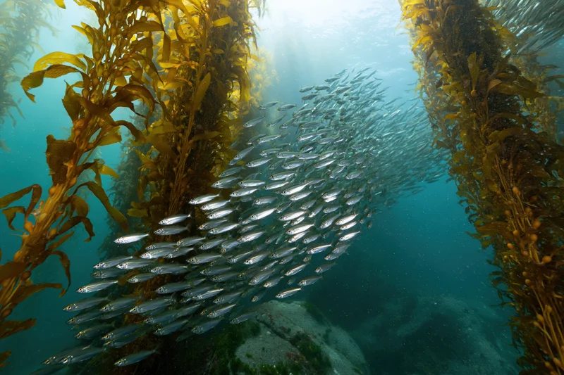 School of small silver fish swimming through dense kelp forest underwater