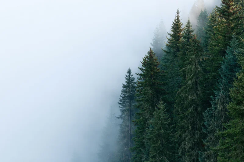 Dense spruce and fir treetops emerging from thick morning fog