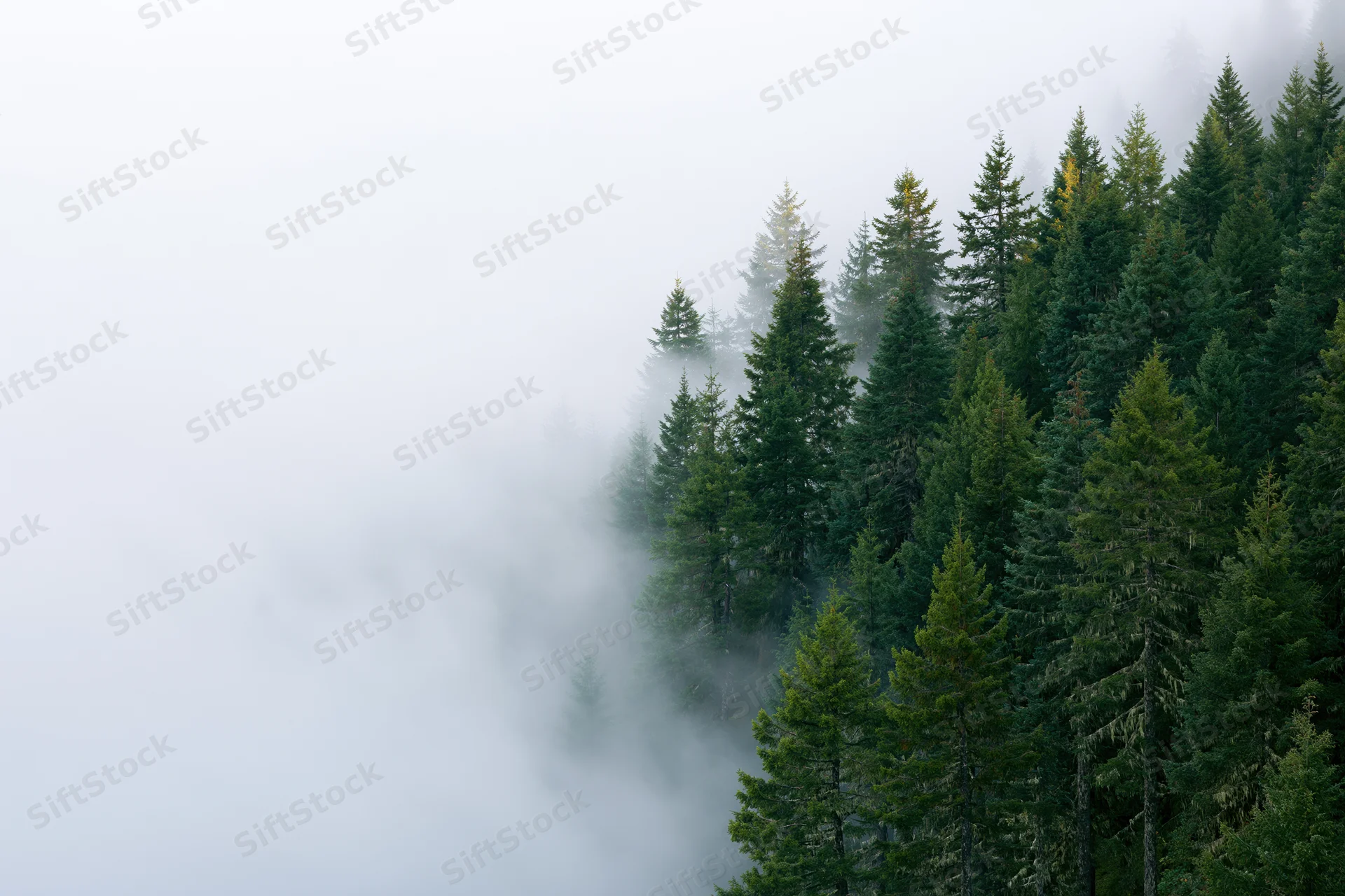 Dense spruce and fir treetops emerging from thick morning fog in a misty forest landscape