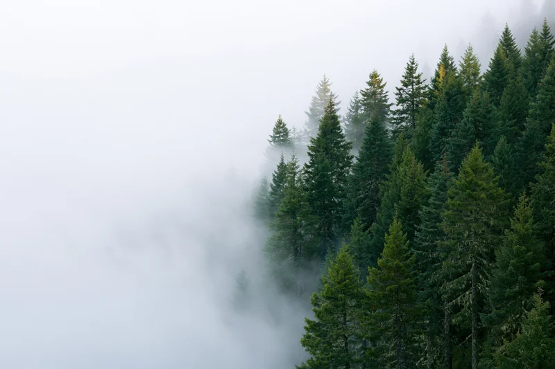 Dense spruce and fir treetops emerging from thick morning fog in a misty forest landscape