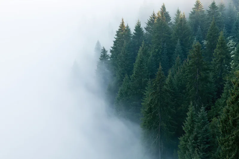 Dense spruce and fir treetops emerging from thick morning fog