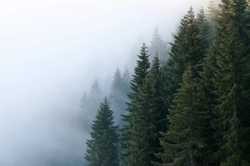 Dense spruce and fir treetops emerging from thick morning fog in a misty forest landscape