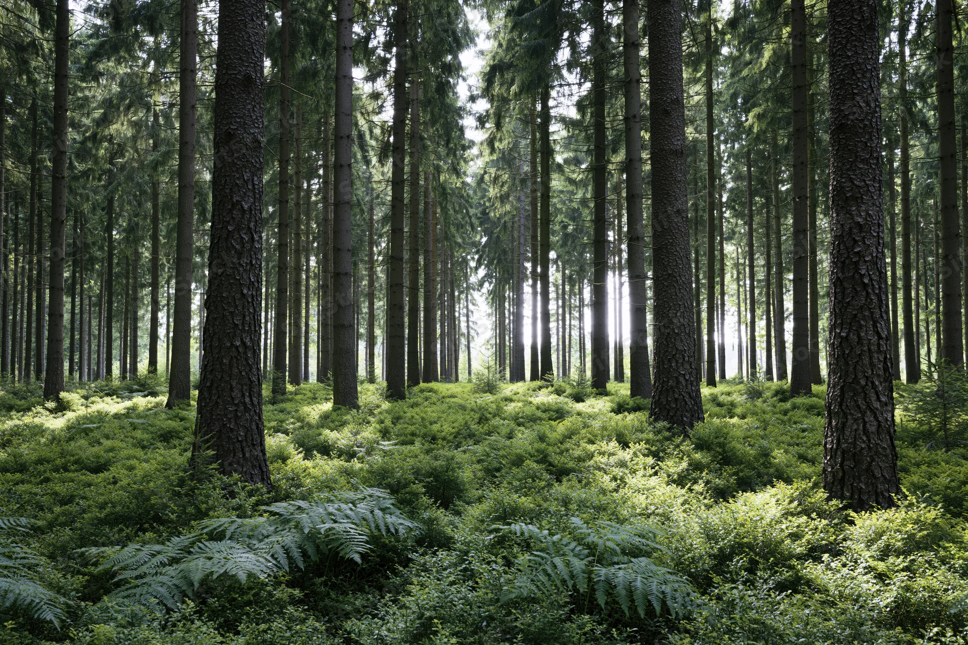 Dense spruce forest interior with tall straight trunks and lush green undergrowth illuminated by dappled sunlight