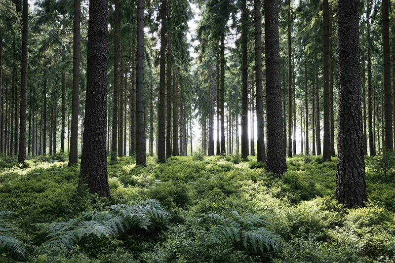 Dense spruce forest interior with tall straight trunks and lush green undergrowth illuminated by dappled sunlight