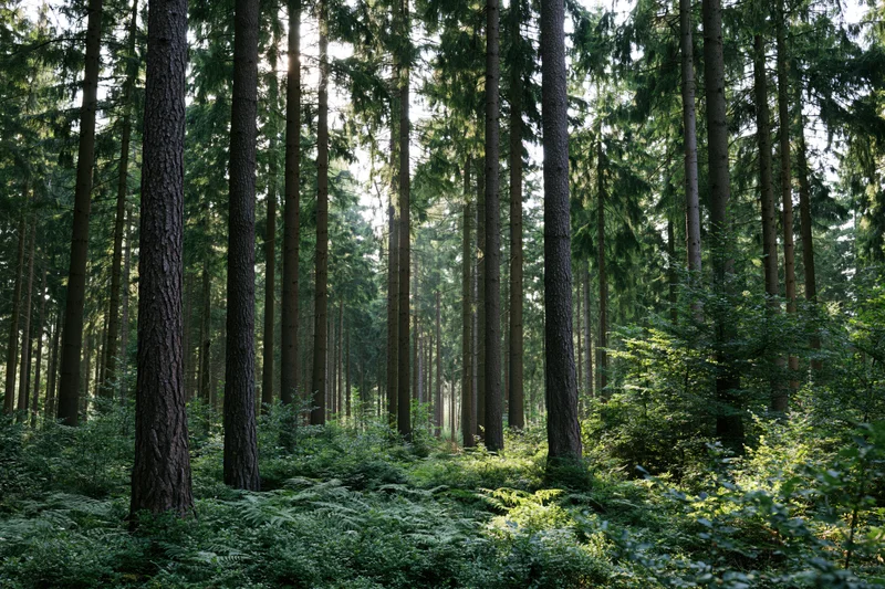 Dense spruce forest interior with tall straight trunks receding into sunlight-dappled green undergrowth