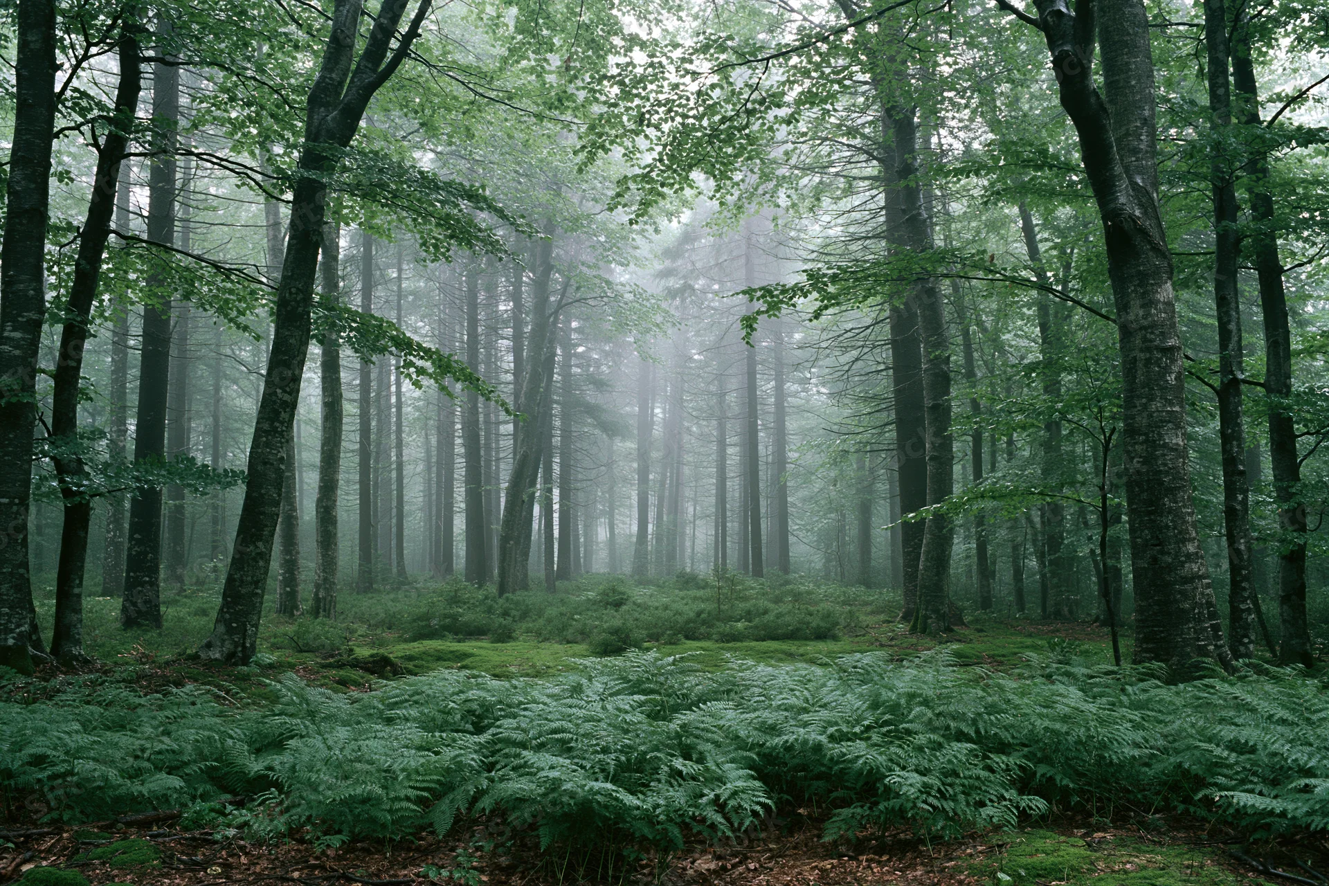 Dense temperate forest interior shrouded in heavy morning fog with ferns and moss covering the forest floor