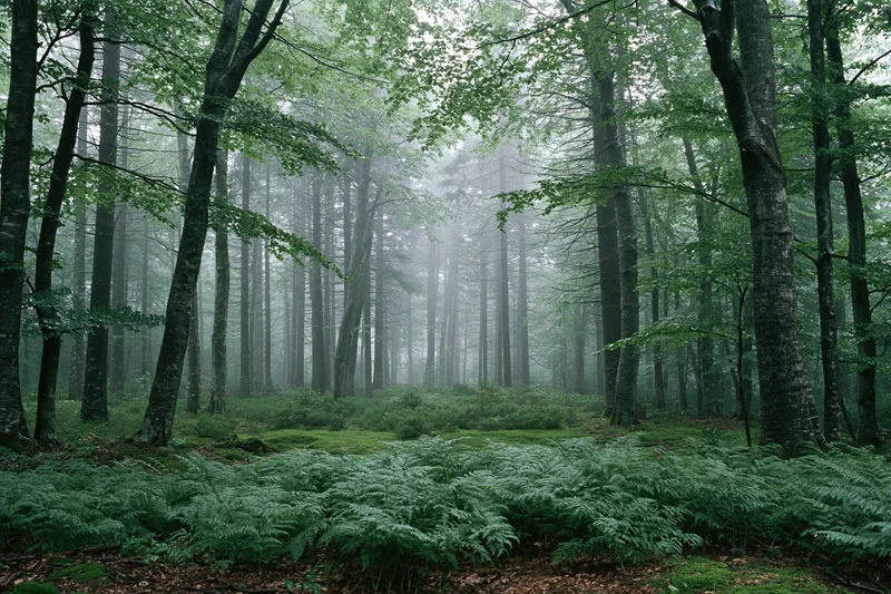 Dense temperate forest interior shrouded in heavy morning fog with ferns and moss covering the forest floor
