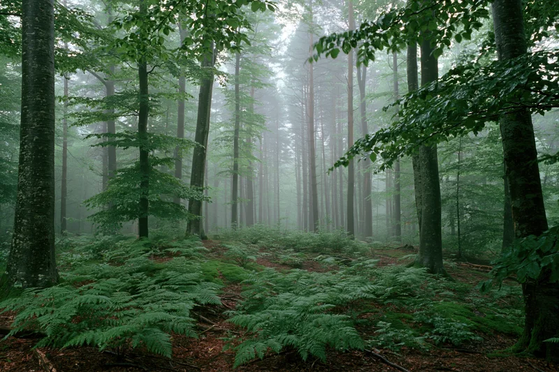 Dense temperate forest interior shrouded in heavy morning fog with ferns covering the forest floor