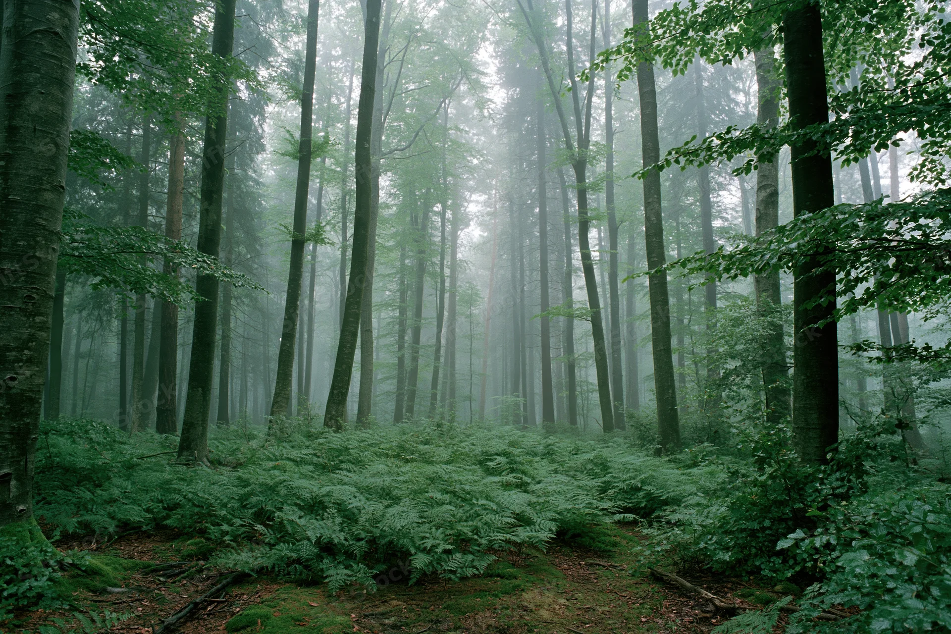 Dense temperate forest interior shrouded in heavy morning fog with tall trees and fern-covered ground