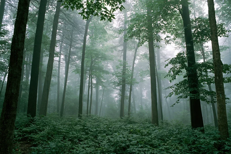 Tall trees in a dense temperate forest shrouded in morning fog