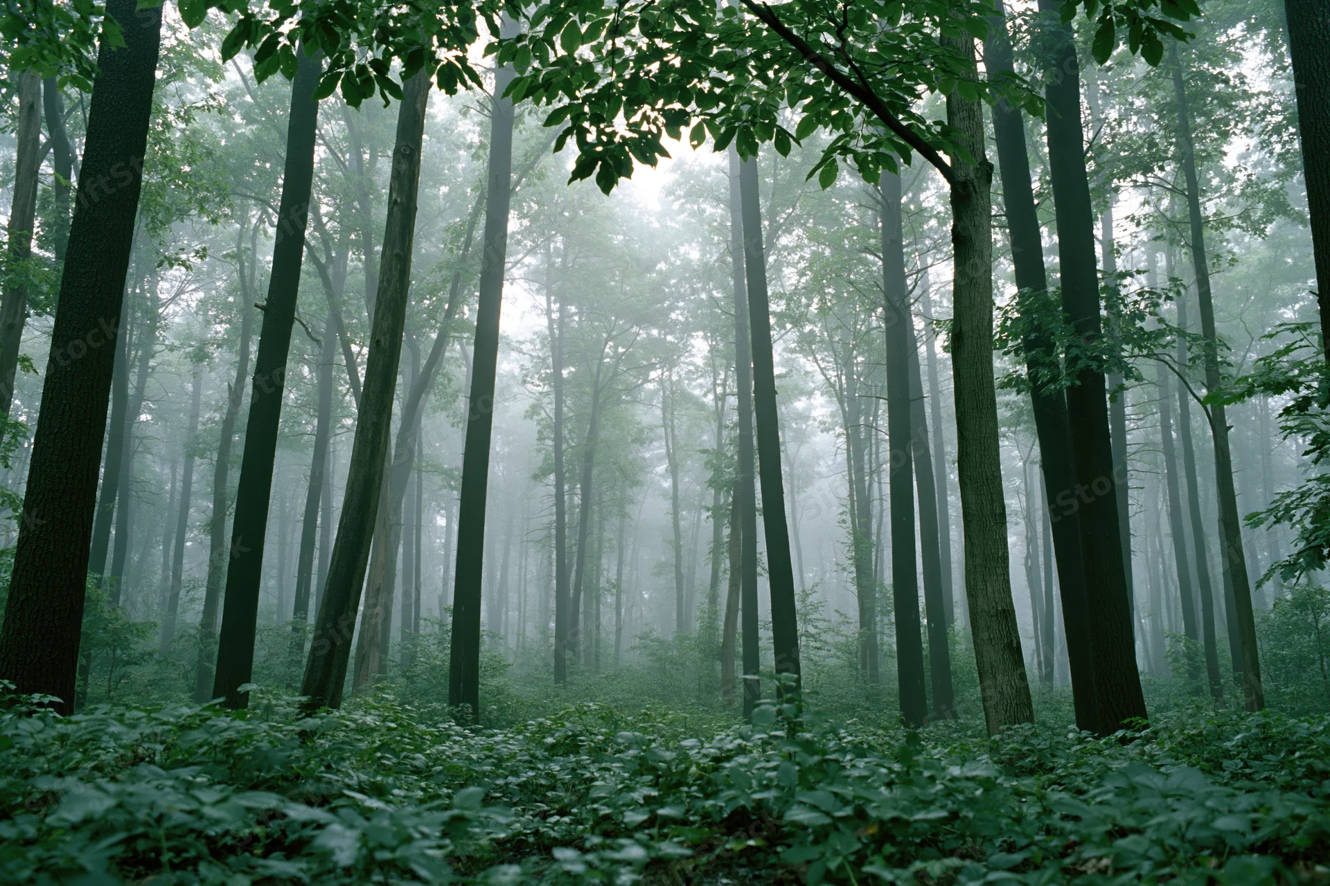 Dense temperate forest interior shrouded in morning fog with tall trees and lush undergrowth