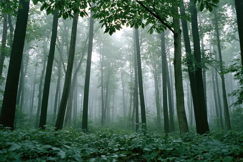 Dense temperate forest interior shrouded in morning fog with tall trees and lush undergrowth