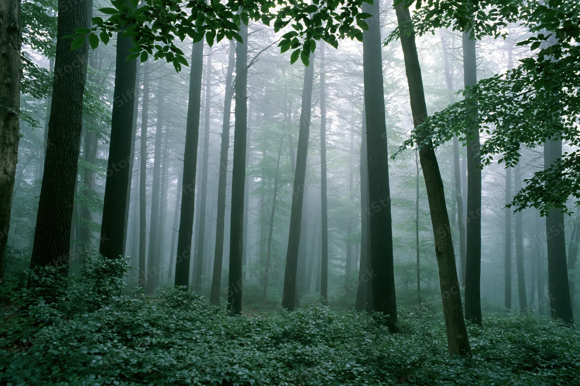 Tall trees in a dense temperate forest shrouded in morning fog