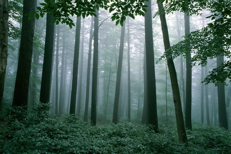 Tall trees in a dense temperate forest shrouded in morning fog