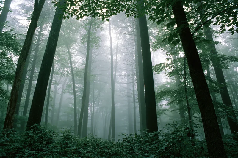 Tall trees in a dense temperate forest shrouded in morning fog