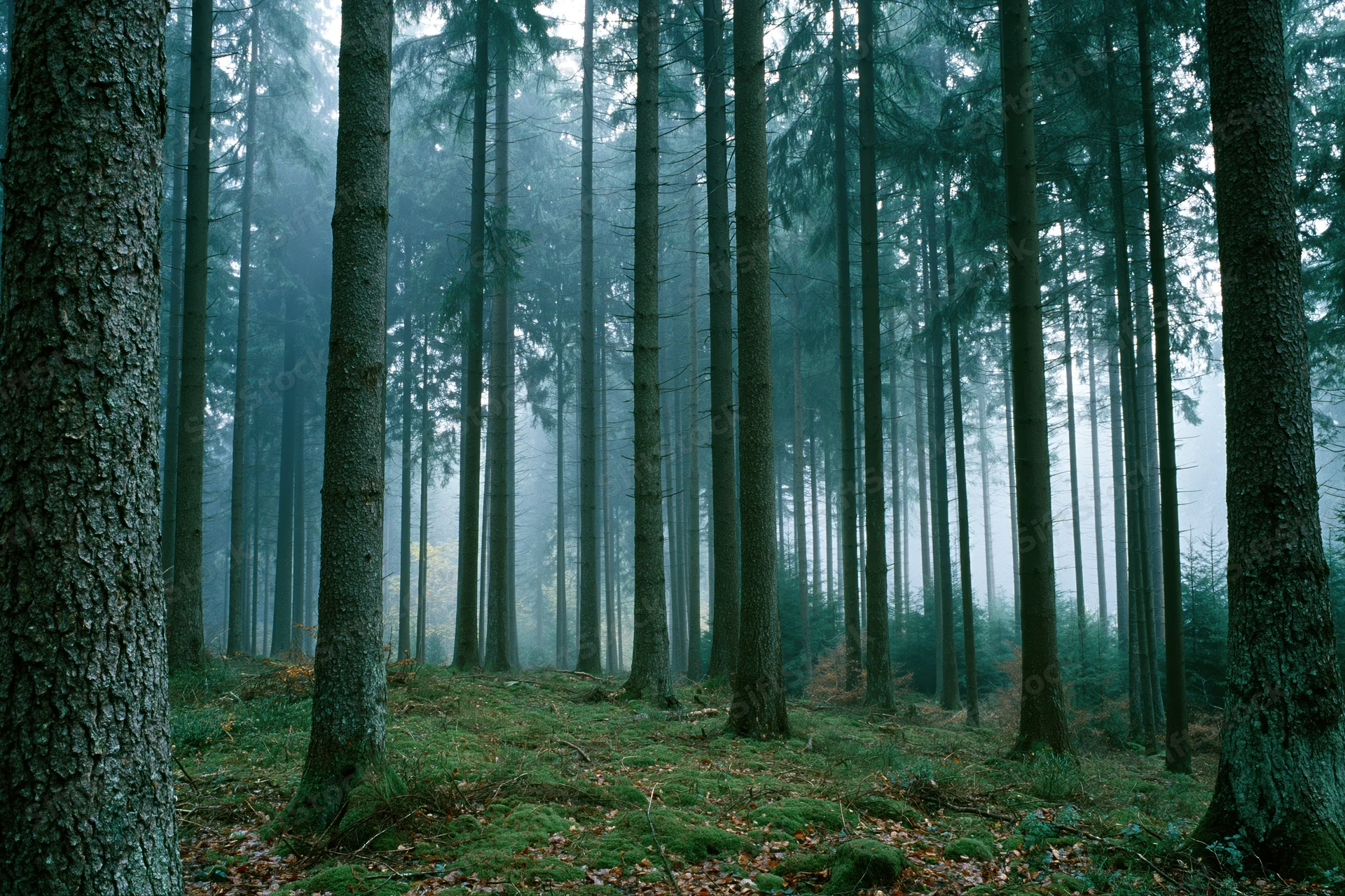 Dense temperate forest interior with tall straight tree trunks and mossy ground in fog