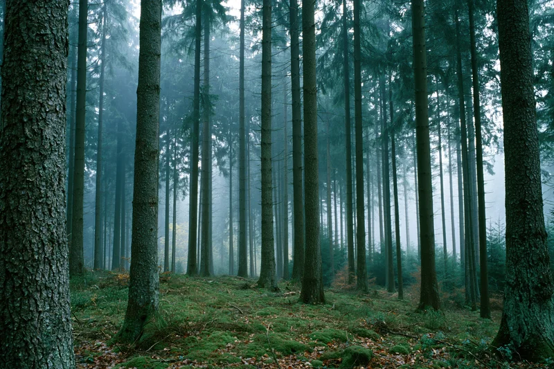 Dense temperate forest interior with tall straight tree trunks and mossy ground in fog