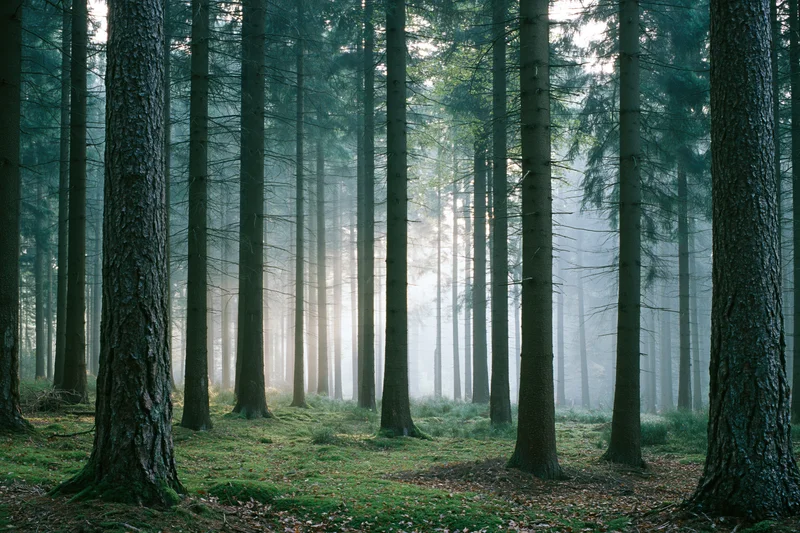 Tall straight pine trees in a misty temperate forest interior with sunlight filtering through the canopy