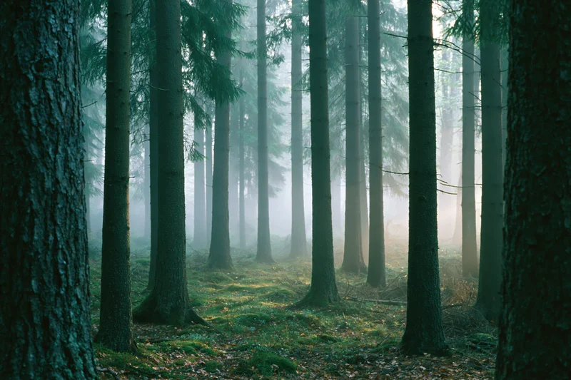 Dense temperate forest interior with tall straight tree trunks and misty atmosphere