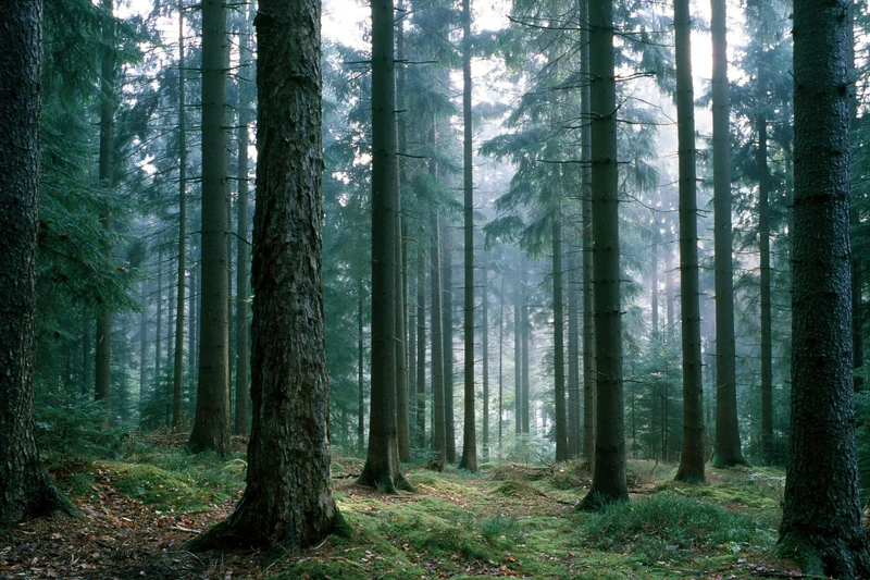 Dense temperate forest interior with tall straight tree trunks and misty light filtering through canopy