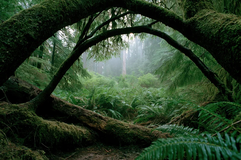 Moss-covered fallen tree forming an arch over a fern-filled forest path in a dense temperate rainforest