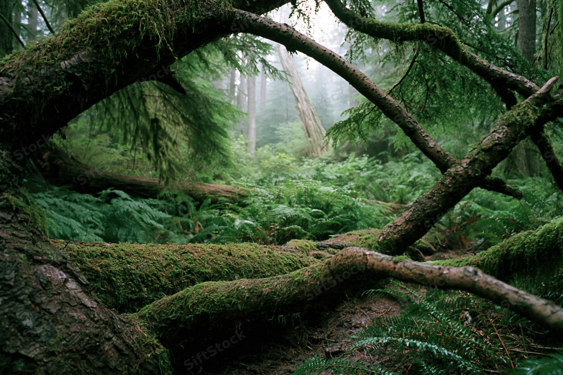 Moss-covered fallen tree trunk framing dense green forest undergrowth in a temperate rainforest