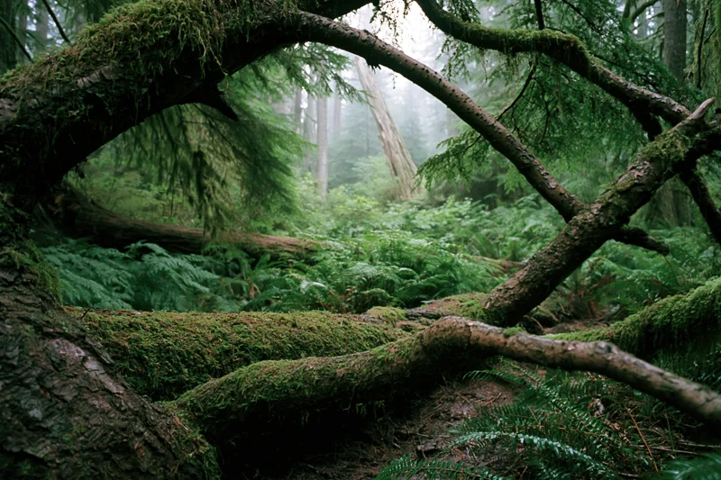 Moss-covered fallen tree trunk framing dense green forest undergrowth in a temperate rainforest
