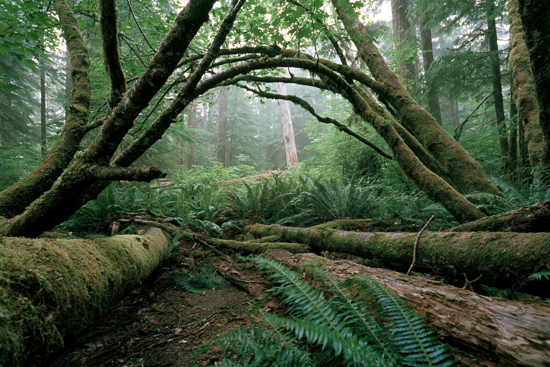Moss-covered fallen trees forming an arch over a forest path in a dense temperate rainforest