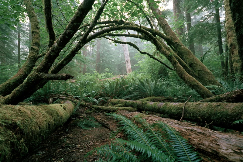 Moss-covered fallen trees forming an arch over a forest path in a dense temperate rainforest