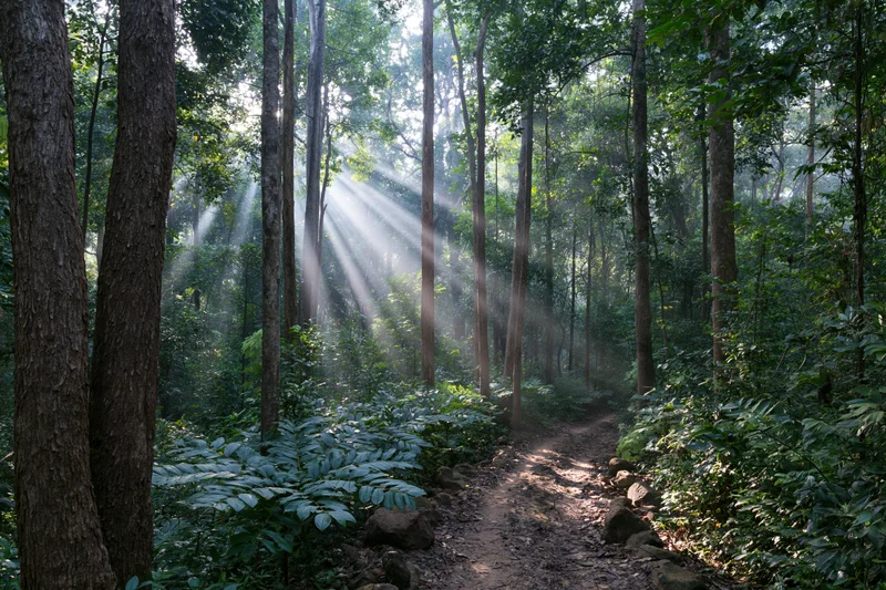 Sunbeams filtering through tall trees along a dirt path in a dense tropical forest