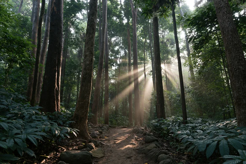 Sunbeams filtering through tall trees along a dirt path in a dense tropical forest