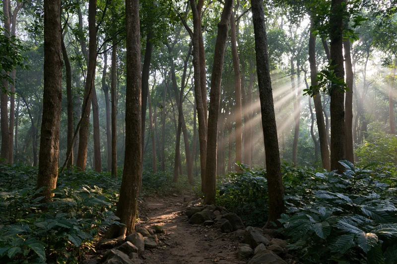 Sunbeams filtering through tall trees along a dirt path in a dense forest