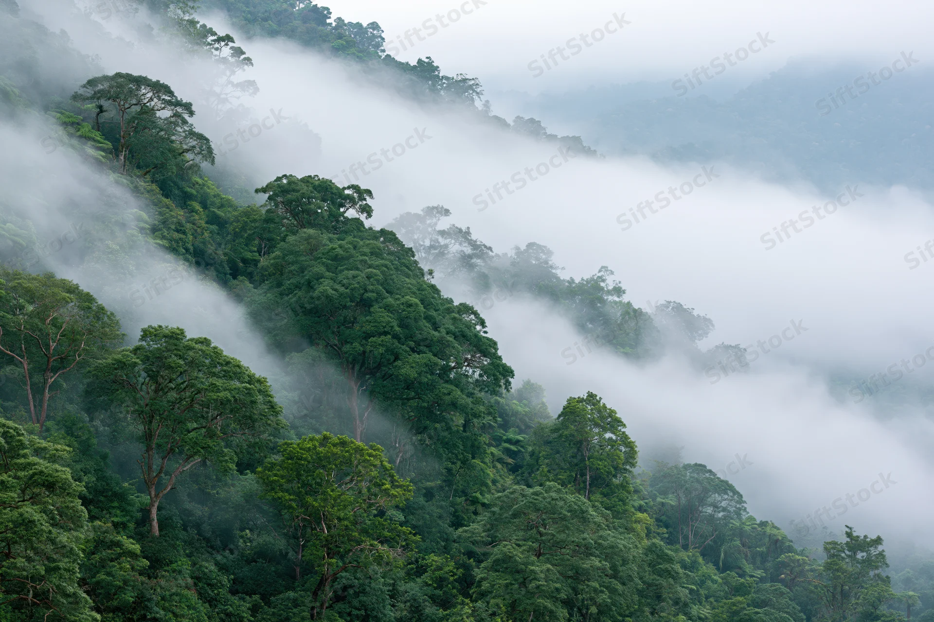Mist-covered tropical rainforest hillside with dense green trees and fog drifting through the canopy in the morning