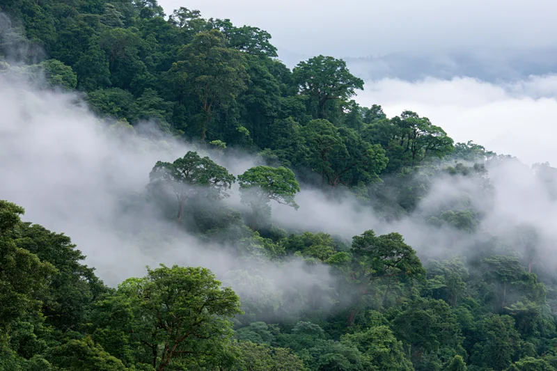 Misty tropical rainforest hillside with dense green trees and low clouds drifting through the canopy