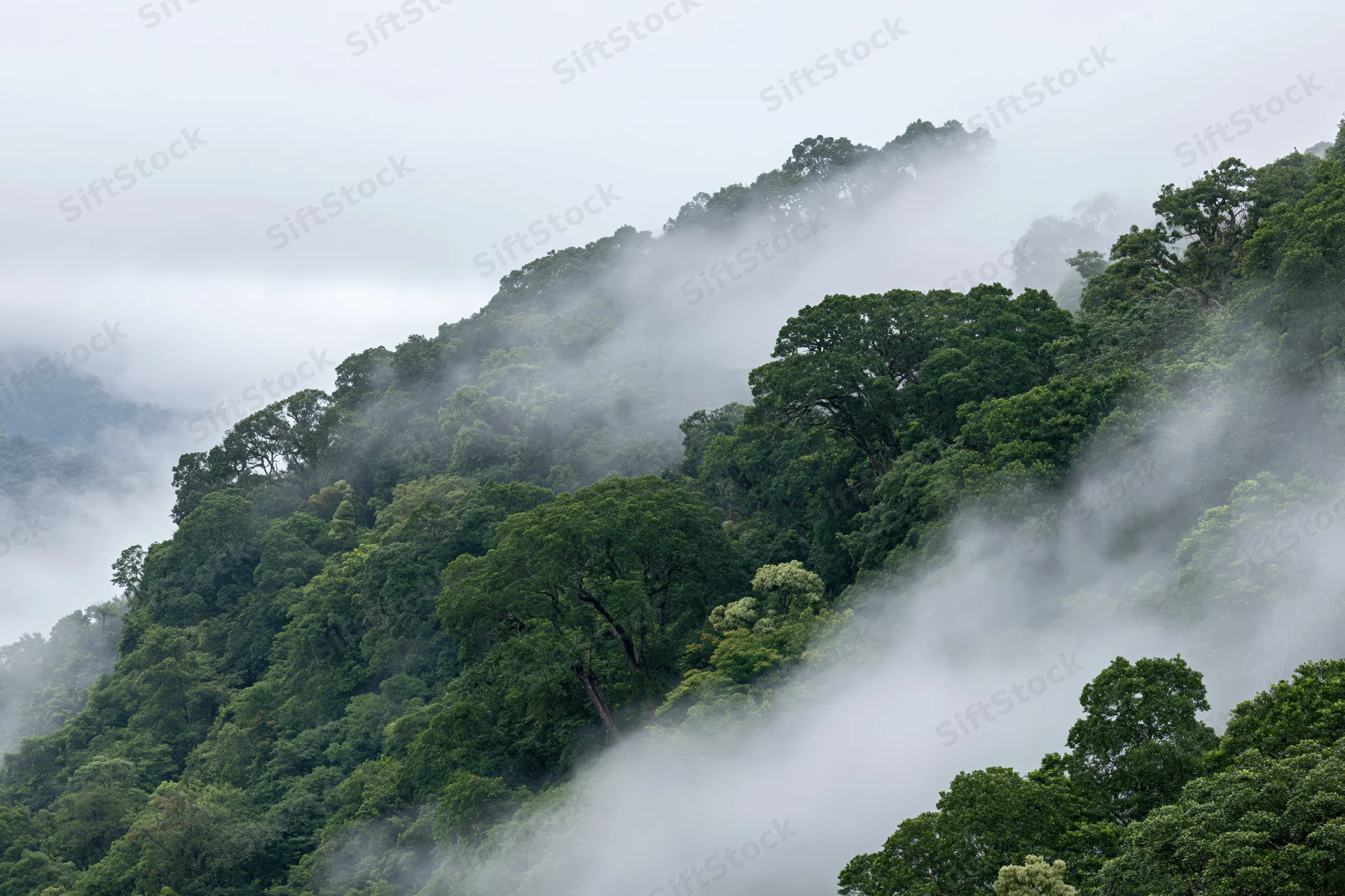 Mist-covered tropical rainforest hillside with dense green trees and fog drifting through the canopy