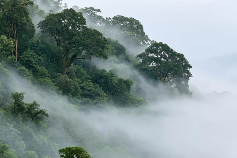 Misty tropical rainforest hillside with dense green trees and fog drifting through the canopy in the morning
