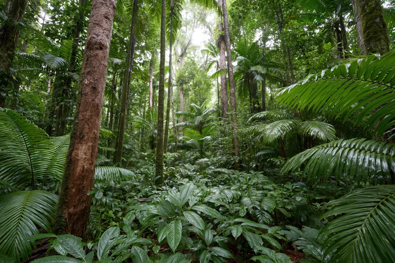 Dense tropical rainforest interior with tall trees and lush green foliage at ground level