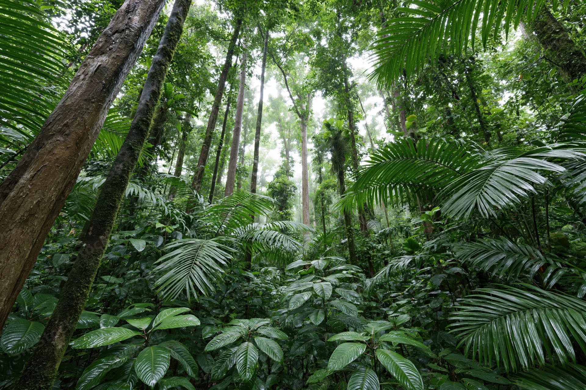 Dense tropical rainforest interior with tall trees and lush green foliage viewed from ground level