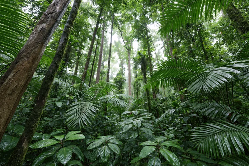 Dense tropical rainforest interior with tall trees and lush green foliage viewed from ground level