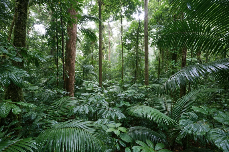 Dense tropical rainforest interior with tall trees and lush green foliage at ground level