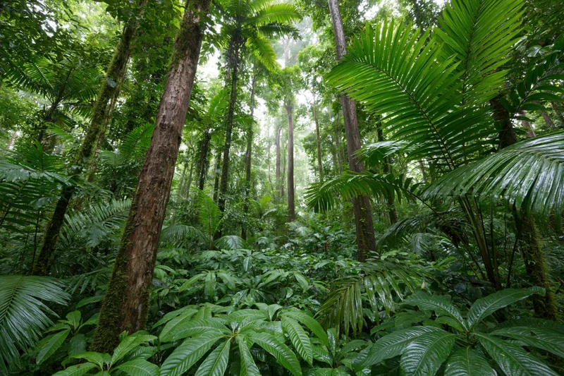 Dense tropical rainforest interior with tall trees and lush green foliage at ground level