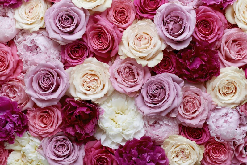 Dense wall of tightly packed roses and peonies in shades of pink, purple, cream and white