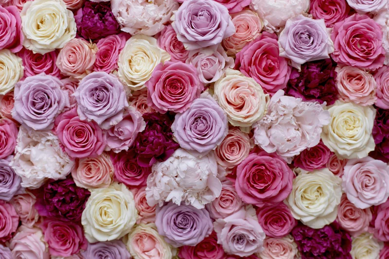 Dense wall of tightly packed roses and peonies in shades of pink, purple, white and cream