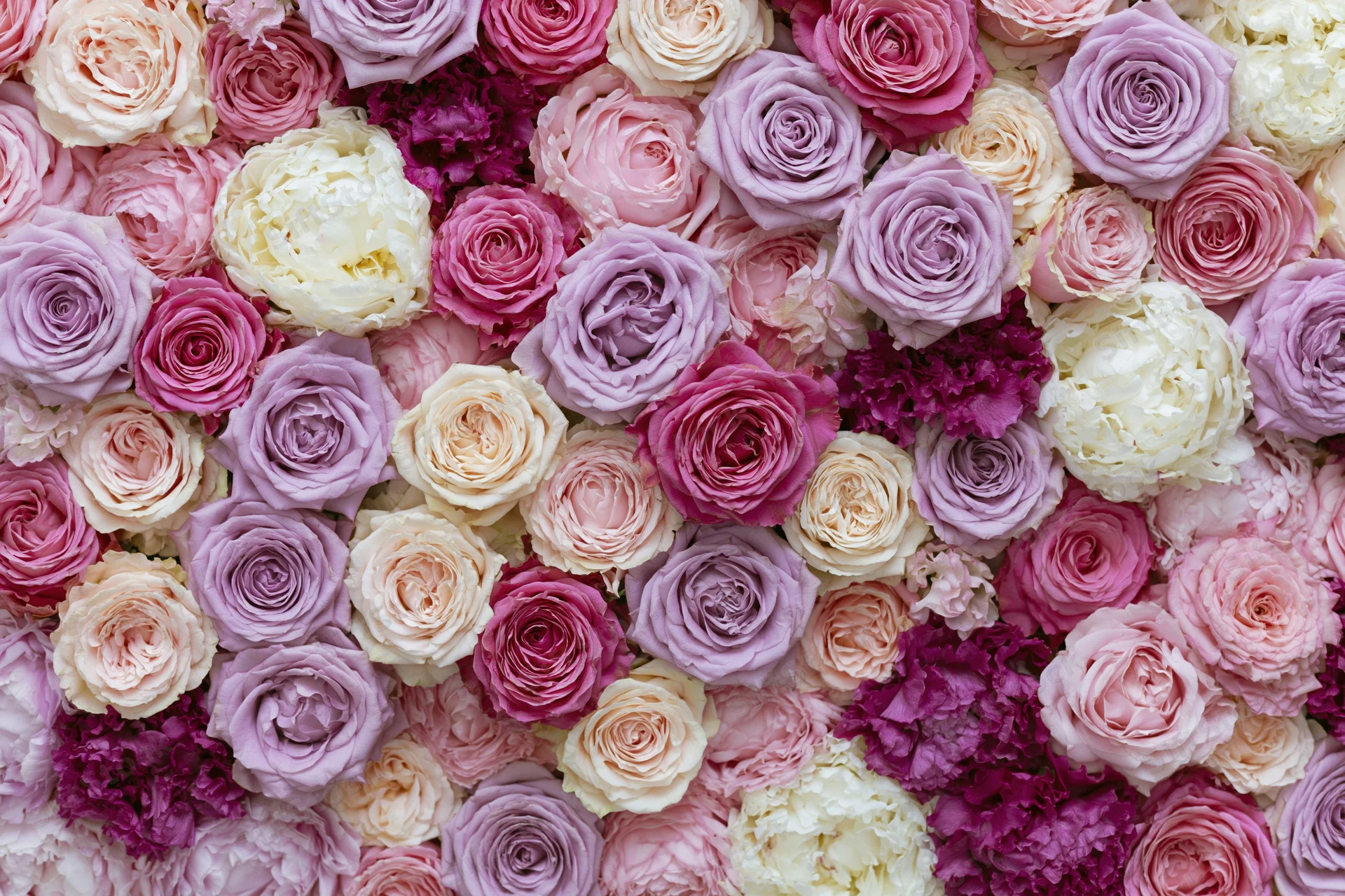 Dense floral wall of roses and peonies in soft pastel shades filling the frame
