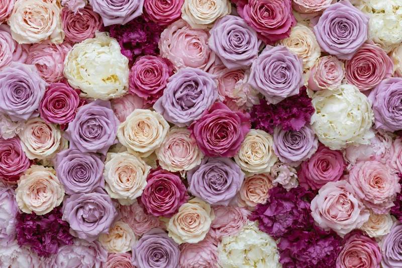 Dense floral wall of roses and peonies in soft pastel shades filling the frame