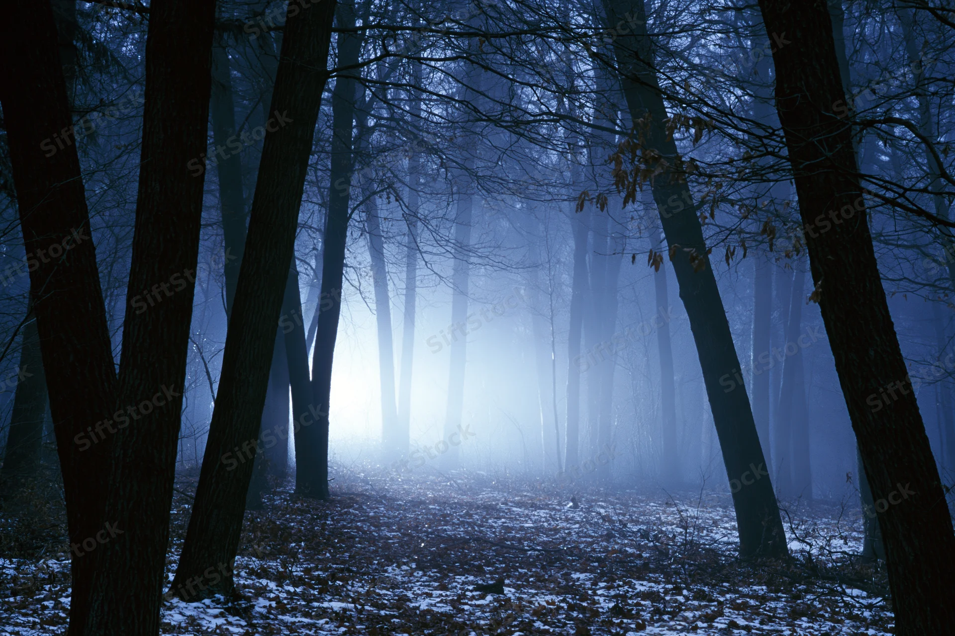 Dense winter forest at night with glowing fog bank among bare trees